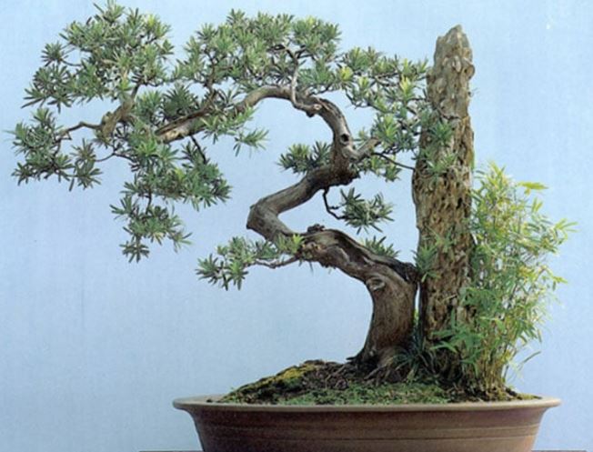 Người xưa có câu “Nghèo trồng cỏ, giàu trồng cây”: Phòng khách trồng 6 cây này thì sớm phát tài