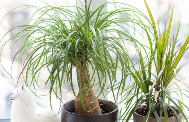 9 loại cây hút ẩm hiệu quả để chống nồm, nhà nào cũng nên có 1 cây