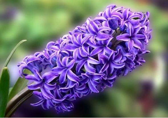 3 cây hoa đặt sai vị trí chẳng khác nào xua đuổi tài lộc, trước khi đặt nhớ cho kỹ