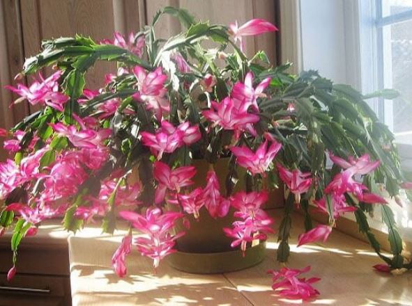 Người xưa có câu: ‘Ngũ hoa đua nở, phúc lộc đến nhà’, đó là 5 loại hoa nào?