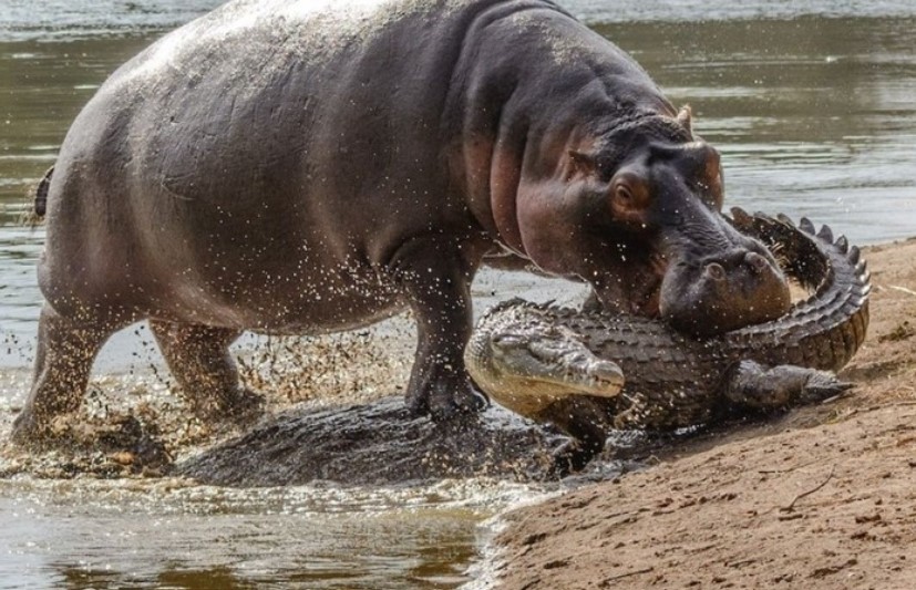 Hà mã nhỏ vô tư "cắn yêu" cá sấu sông Nile hung dữ nhận cái kết bất ngờ