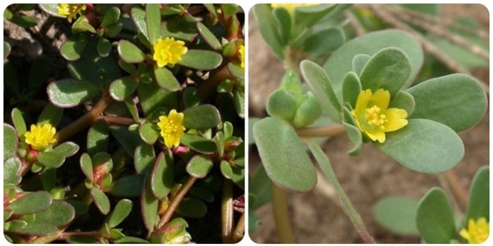 6 bài thuốc từ cây rau sam - 1