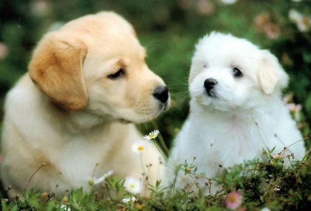 Ngọc Hoàng chấm sổ, 3 con giáp có thể giàu sang chạm nóc chỉ trong thời gian ngắn