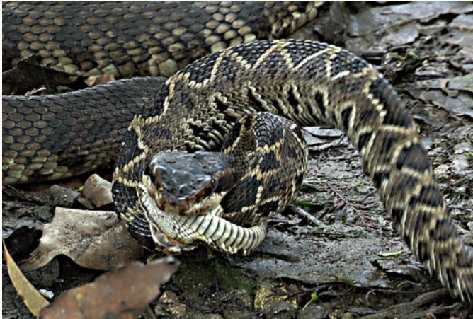 Cuộc chiến sinh tồn giữa 2 loài rắn độc nhất nước Mỹ