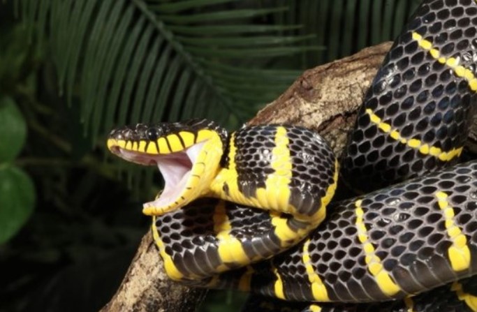 Rắn hổ mang chúa nuốt chửng kẻ đi săn mồi trong chớp mắt