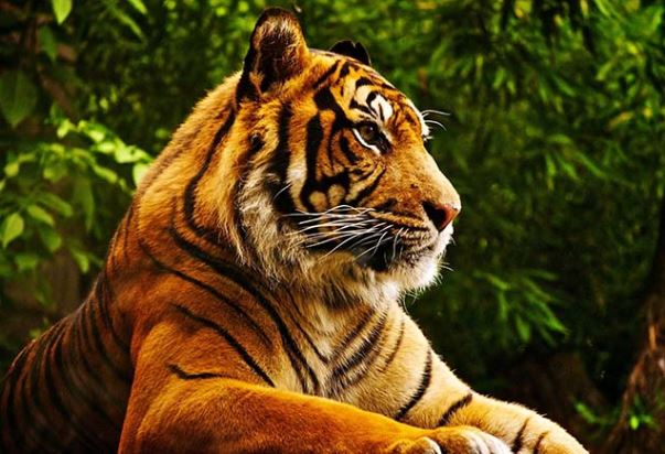 Nhà có 3 con giáp này vận may đặc biệt tốt, phú quý tự tìm đến cửa