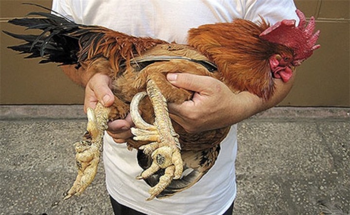 6 đặc sản vùng miền đắt đỏ nhất Việt Nam - 4