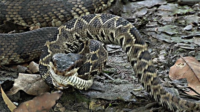 Cuộc chiến sinh tồn giữa 2 loài rắn độc nhất nước Mỹ ảnh 1