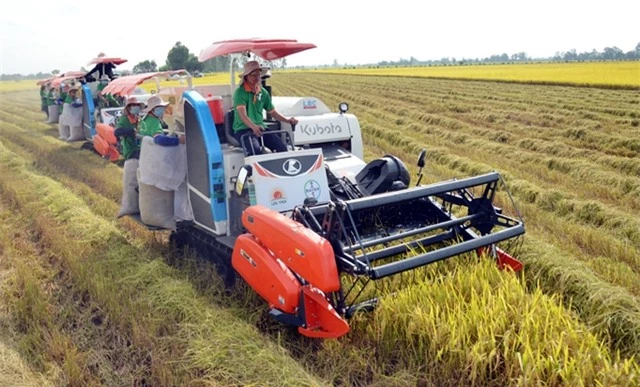 Giá gạo Việt tăng kỷ lục trong 2 năm - Ảnh 2.
