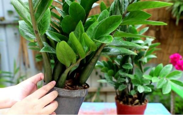 Thêm thứ này vào nước tưới cây kim tiền, sang tháng chồi non mọc tua tủa