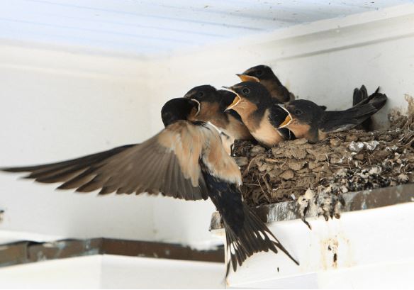 Cổ nhân nói: ‘Hai loài chim này vào nhà, không giàu có cũng hạnh phúc’, đó là loài chim nào?