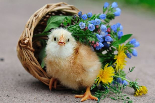 3 con giáp càng có tuổi càng phú quý, hậu vận an nhàn sung túc