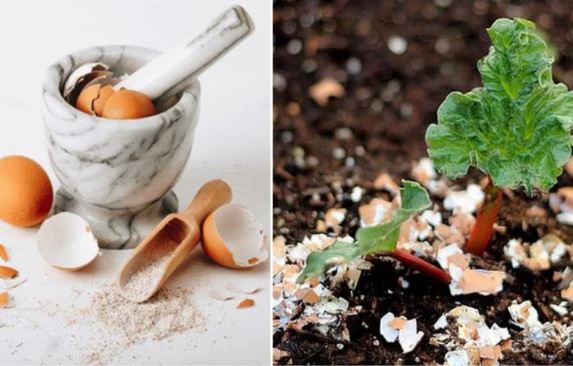 Rắc một nắm ‘tiên dược’ này vào chậu cây, lá cả năm không vàng, mầm xanh bật ra
