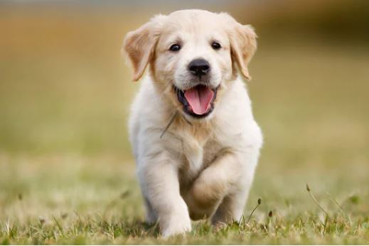 3 con giáp có quý nhân song hành, gặp khó khăn sẽ được giúp đỡ