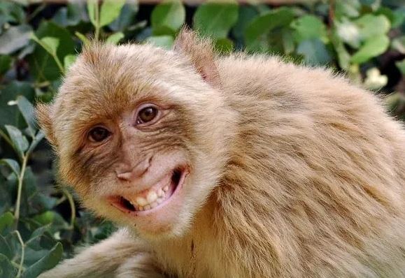 3 con giáp nữ trời sinh vận mệnh tốt, mang may mắn đến cho gia đình