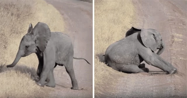 Chú voi con hờn dỗi giữa đường và cách xử lý tuyệt vời của voi mẹ ảnh 1