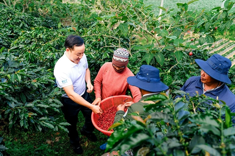 Hướng dẫn người dân kỹ thuật thu hoạch cà phê chín đạt tiêu chuẩn.