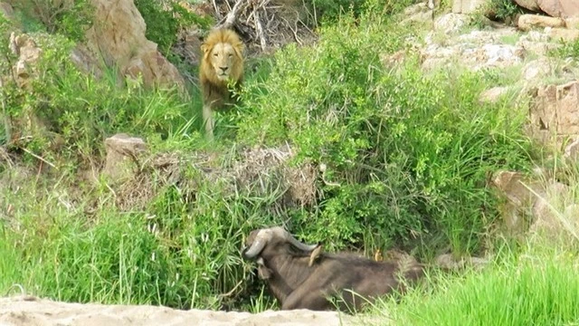 Liên quân 3 con sư tử đực thiện chiến vây bắt trâu rừng châu Phi ảnh 1