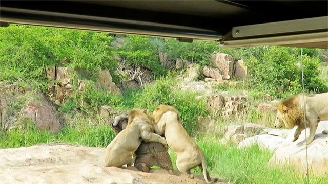 Liên quân 3 con sư tử đực thiện chiến vây bắt trâu rừng châu Phi ảnh 2