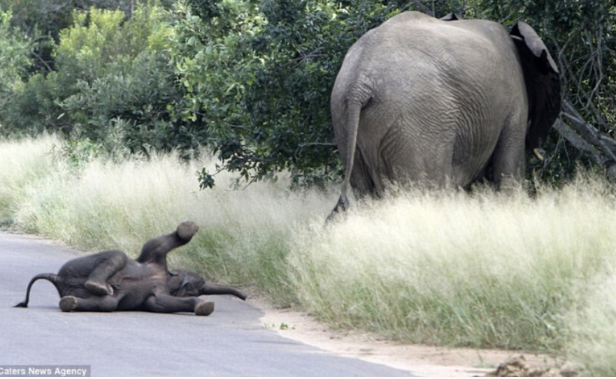 Chú voi con hờn dỗi giữa đường và cách xử lý tuyệt vời của voi mẹ
