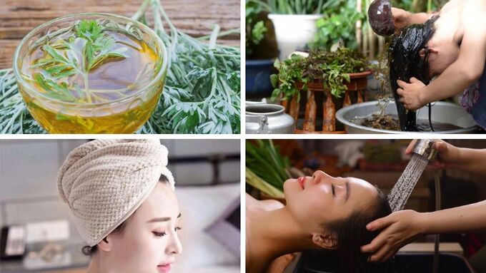 Mẹo sử dụng ngải cứu để trị gàu và giảm nhờn hiệu quả cho da đầu