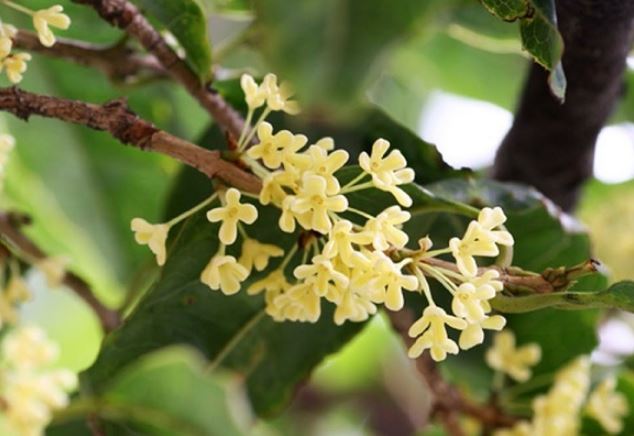 5 cây cảnh ngụ ý gia đình sung túc, con cháu thịnh vượng nên trồng trong sân nhà