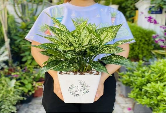 5 loại cây có thể giúp thăng quan tiến chức, công thành danh toại, dân văn phòng không nên bỏ qua