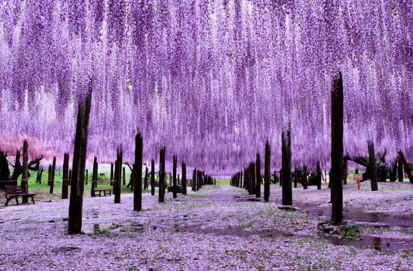 Người xưa dặn: Trong nhà trồng 4 cây sống lâu trăm tuổi này gia đình có thể hưng thịnh