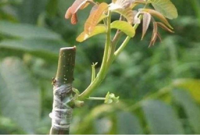 Túi nilon là bảo bối để trồng hoa, áp dụng mẹo này cây đang khô héo cũng hồi sinh