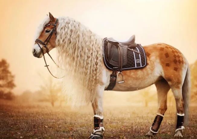 3 con giáp khó khăn cũng không ngừng phấn đấu nên được lòng trời Phật, sớm muộn cũng giàu