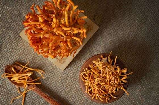 Đông trùng hạ thảo rất bổ nhưng có 6 nhóm người không nên dùng