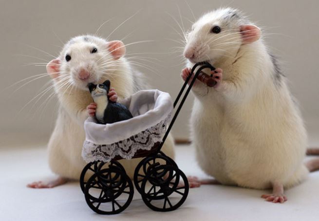 3 con giáp tưởng ngốc nghếch lại được trời ban số lộc lá, cuộc đời gặp nhiều may mắn