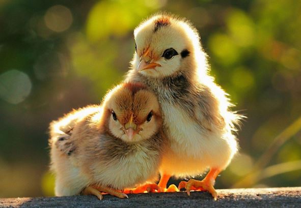 3 con giáp càng tiêu tiền càng kiếm được nhiều tiền, số muốn nghèo cũng khó