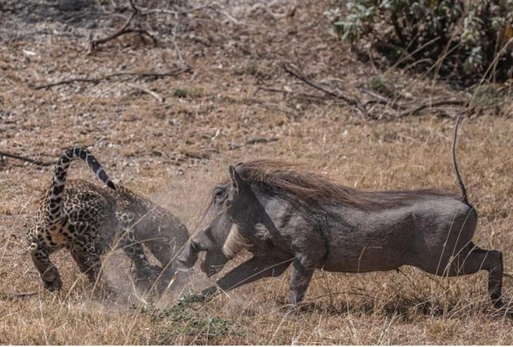Tình mẫu tử thiêng liêng; Lợn rừng châu Phi húc văng báo hoa mai để cứu con