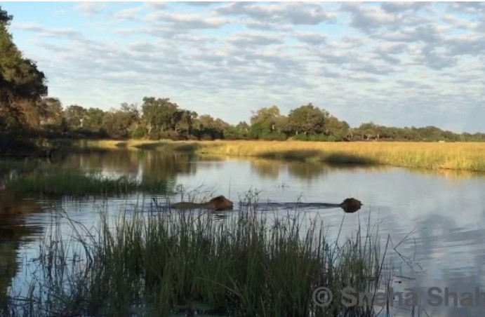 Trận chiến kịch tính dưới dòng sông giữa cá sấu sông Nile và sư tử