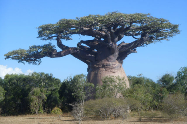 Loài cây kỳ bí có thể trữ 2 tấn nước, đủ cho 4 người dùng trong nửa năm 