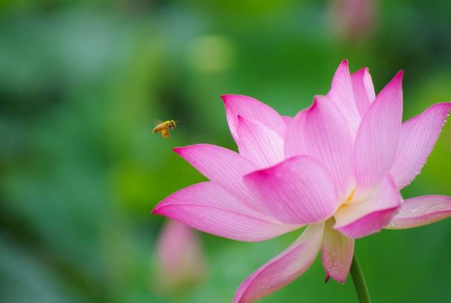 Người sinh tháng Âm lịch này hào quang rực rỡ, cuộc sống có thể thuận buồm xuôi gió