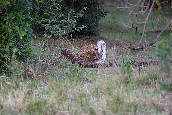 Trận chiến khốc liệt, báo hoa mai suýt bỏ mạng vì trăn đá châu Phi khổng lồ