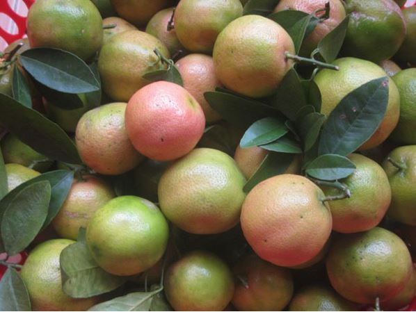 2 cách ngâm chanh đào mật ong trị ho hiệu quả ngay tại nhà