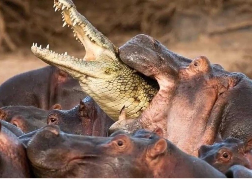 Ông vua đầm lầy - cá sấu bị đàn hà mã điên cuồng "làm gỏi"