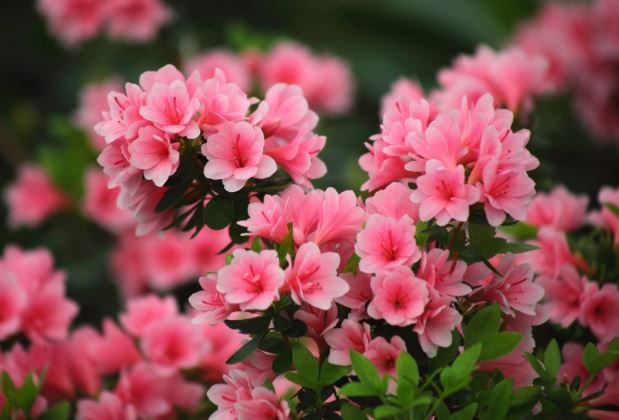 5 loại hoa mang đến phú quý, giúp gia chủ phát đạt, giàu sang