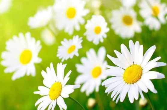 Vừa có tâm vừa có tài, người sinh ngày Âm lịch này có thể sớm nhận phúc báo