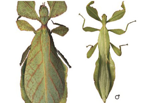 Tại sao ở hầu hết các loài động vật có vú, con đực lớn hơn con cái, nhưng côn trùng thì ngược lại?