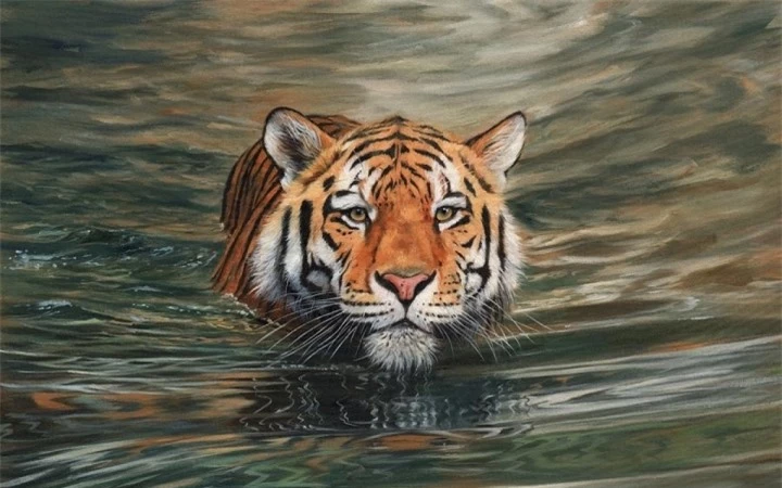 Vì sao hổ không sợ nước, rất thích bơi và bơi giỏi? - 1