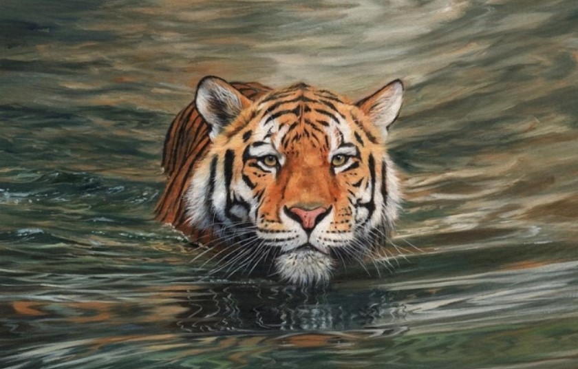 Vì sao hổ không sợ nước, rất thích bơi và bơi giỏi?