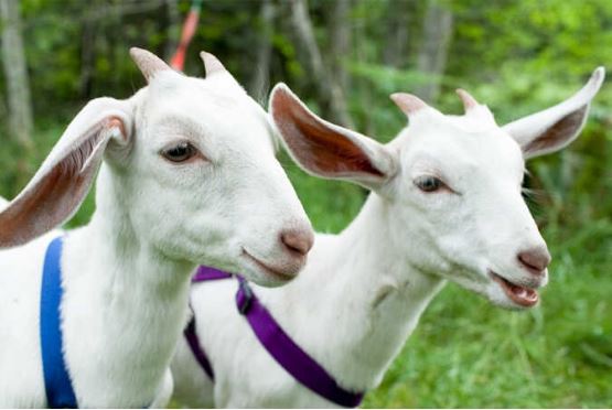 3 con giáp cần cù, siêng năng, đi lên từ con số 0 thành người giàu có