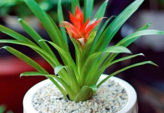 5 cây cảnh điềm lành, đặt trong nhà mang lại may mắn, hút lộc cầu an