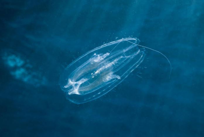 Loài động vật nào xuất hiện đầu tiên trên Trái Đất?