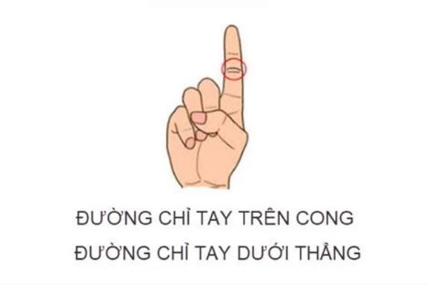 Bỏ ra 3 giây nhìn đường chỉ tay ngón trỏ biết ngay vận mệnh sang hèn