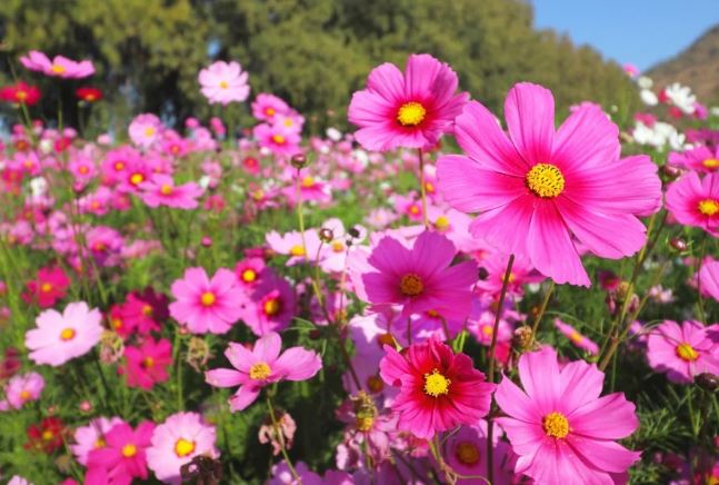 Người sinh 6 ngày Âm lịch này ý chí mạnh mẽ, giỏi giang nên sớm muộn cũng giàu có